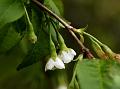 Himalayan Cherry